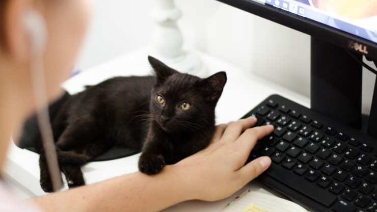 Gatos estresados ​​por el trabajo inteligente de los dueños