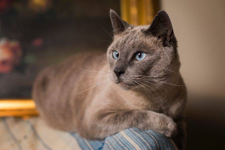 Gatos fáciles de manejar Gatos fáciles de manejar