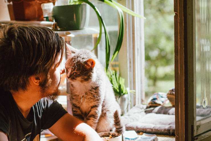 Gatos que buscan contacto humano. Gatos que buscan contacto humano.