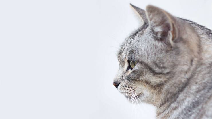 Gatos que toleran tortugas Gatos que toleran tortugas