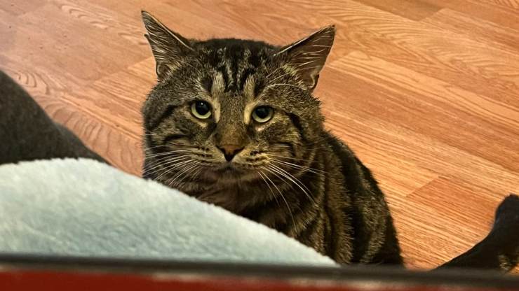 gato siempre triste