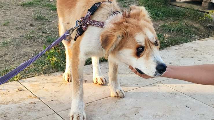 perro con cráneo fracturado