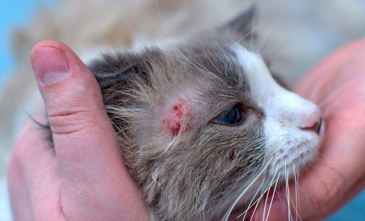 Gato que sufre de dermatitis Granuloma eosinófilo en el gato
