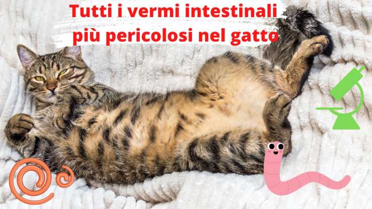 Lombrices intestinales en gatos