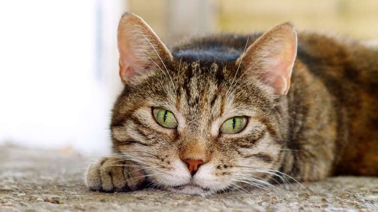 los hábitos reducen la esperanza de vida del gato