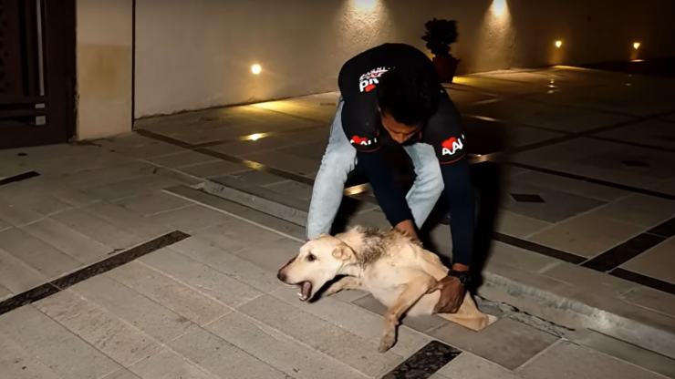 agujero de perro herido en el cuello