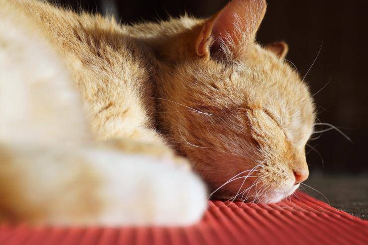 gato rojo solo
