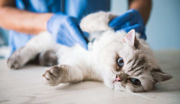 hernia inguinal en el gato