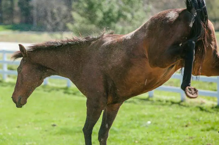 caballo pateando
