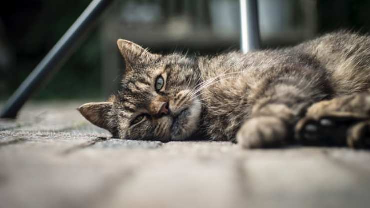 gato hipermagnesemia