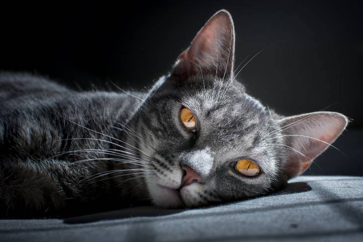 Hiperparatiroidismo en el gato Hiperparatiroidismo en el gato