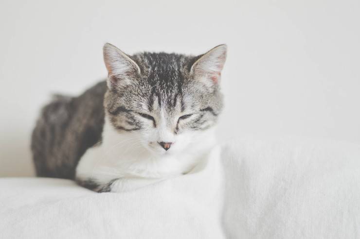 Hipocalcemia en el gato Hipocalcemia en el gato