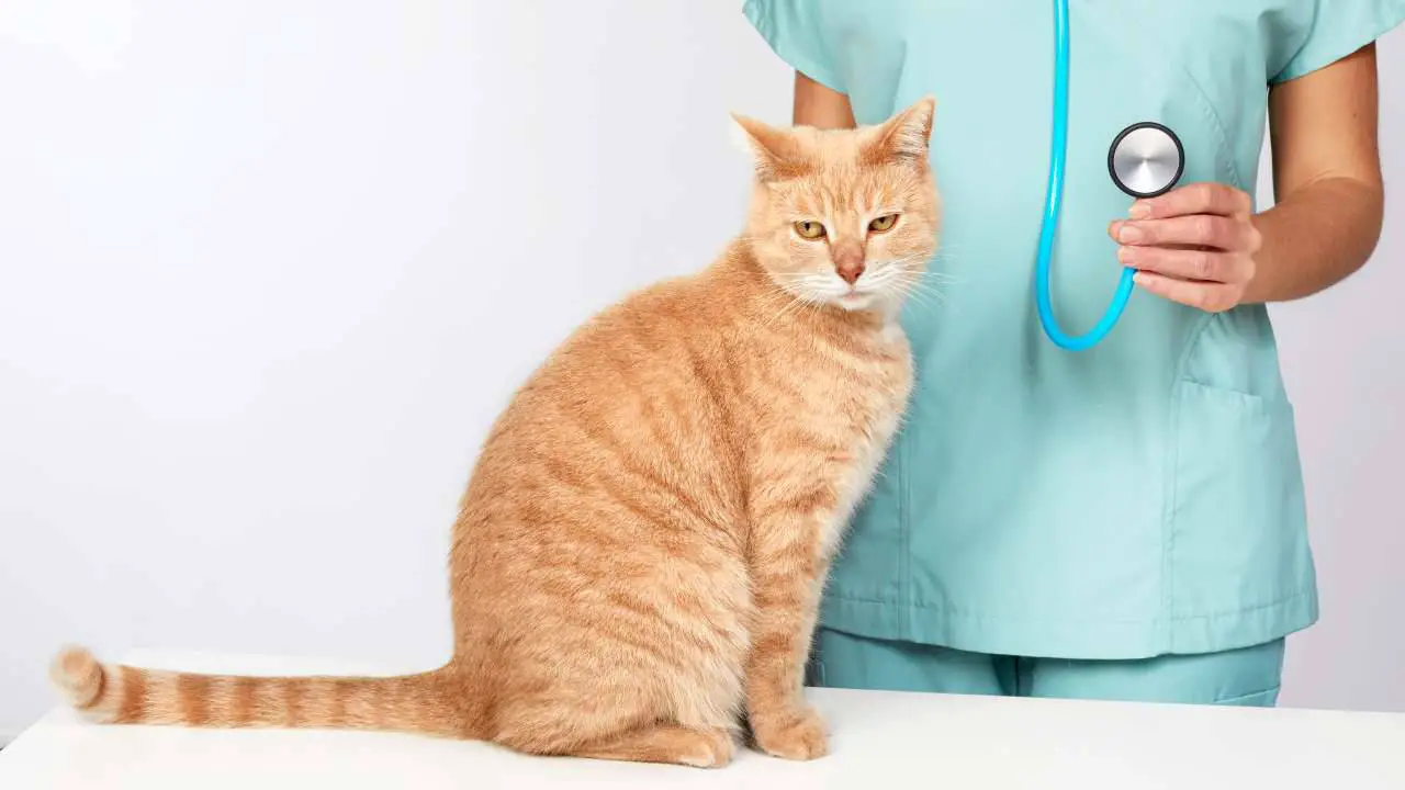 Gato rojo con un veterinario detrás Hiponatremia en el gato