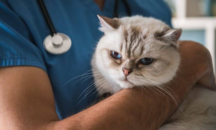gato y veterinario