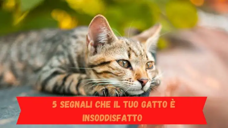 Señales de gato insatisfecho
