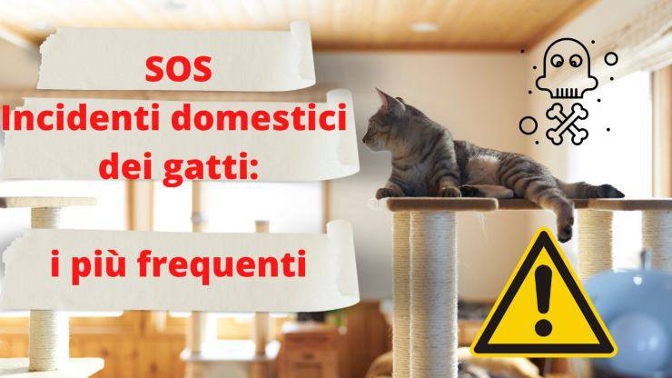 Accidentes domésticos más frecuentes que los gatos