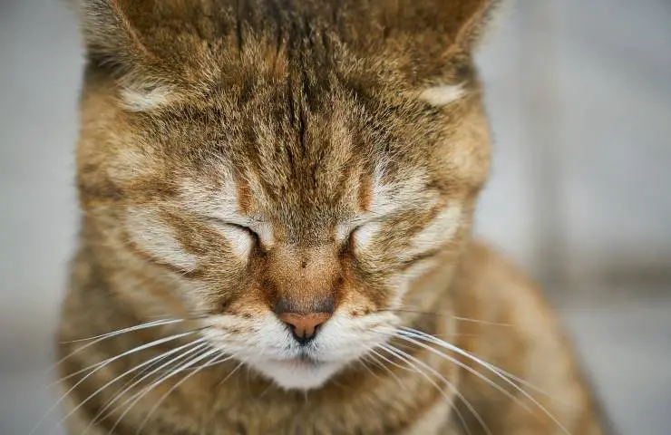 gato