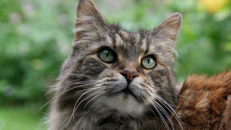 Rasgos de personalidad del gato