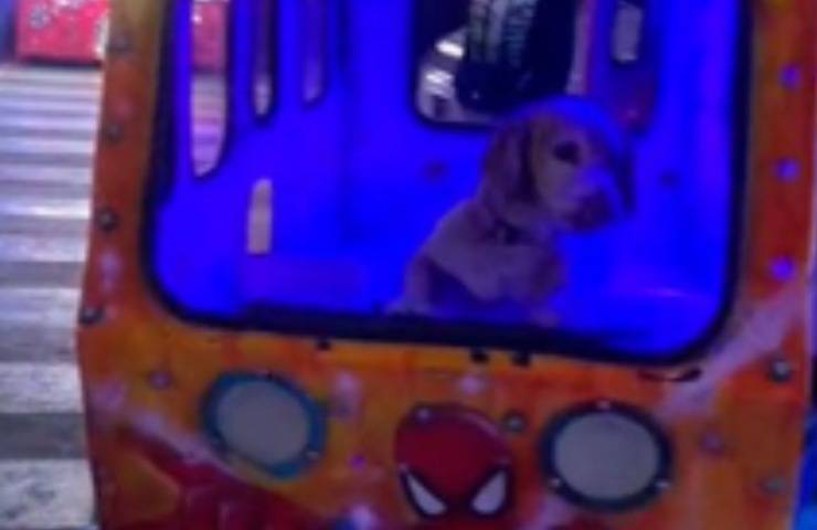 día de diversión del perrito mike