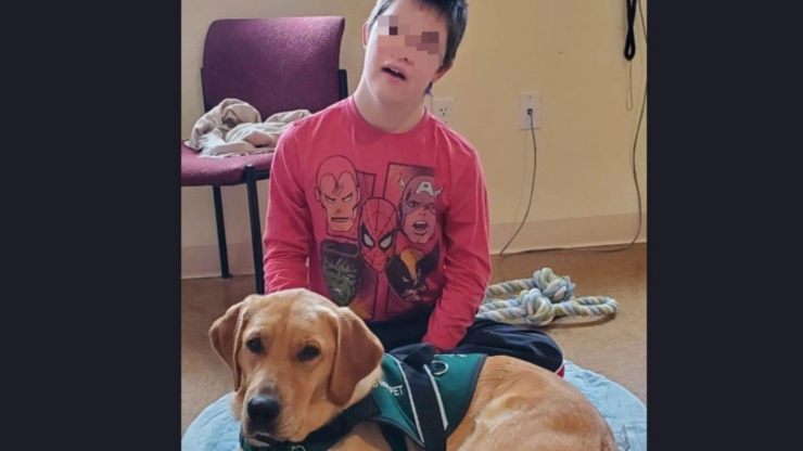 perro de apoyo chico