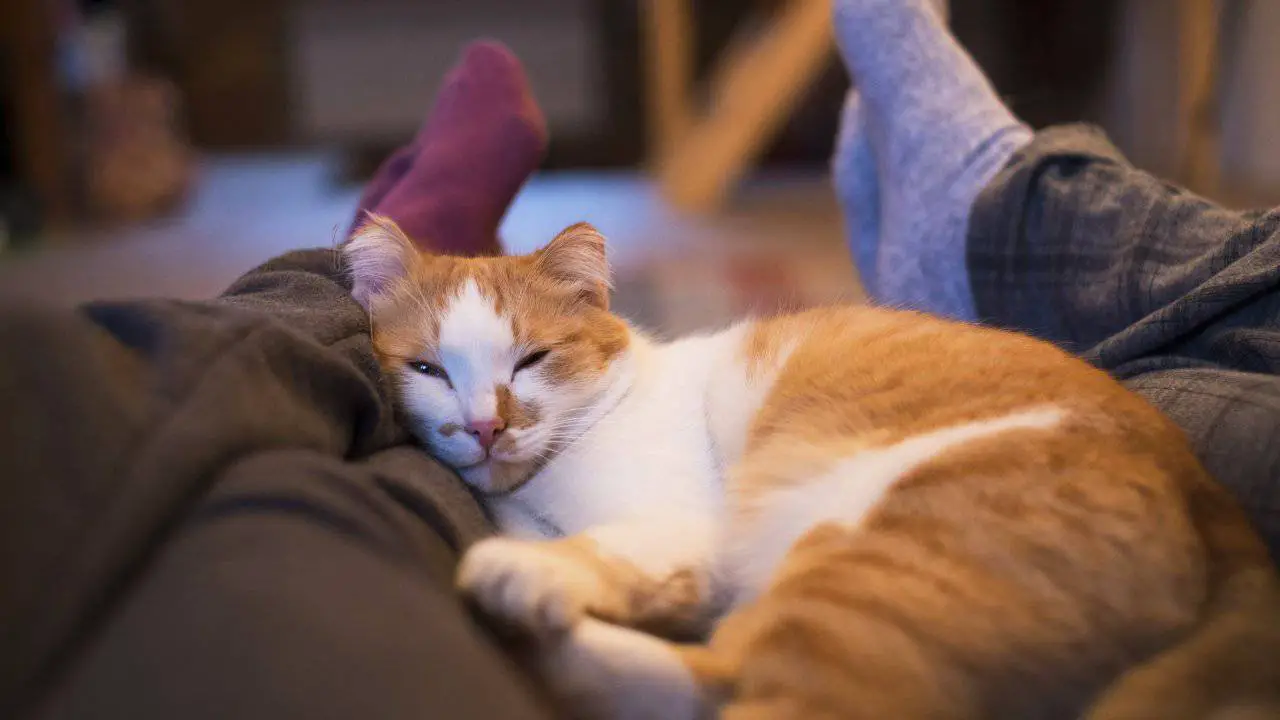Gato acurrucado entre las piernas de sus compañeros humanos La importancia de crear una buena rutina diaria para tu gato