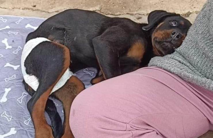 regalo de discapacidad de perro nina