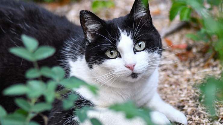 Leyenda celta del gato blanco y negro