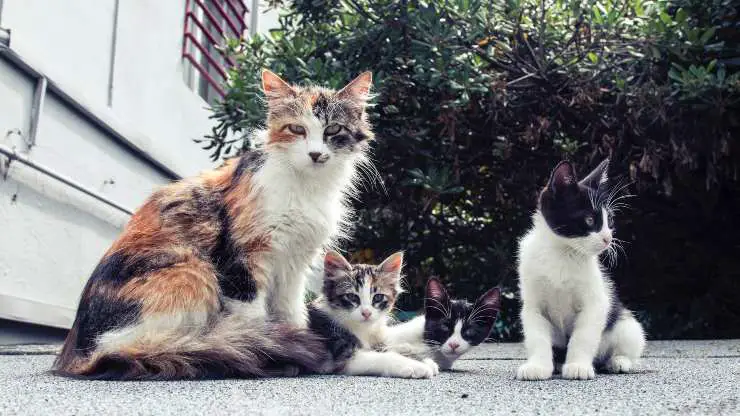 las hormonas del gato influyen en su comportamiento