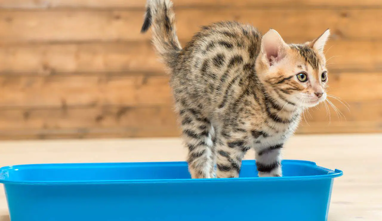Gatito luchando por ir a la caja de arena Laxantes naturales para gatos