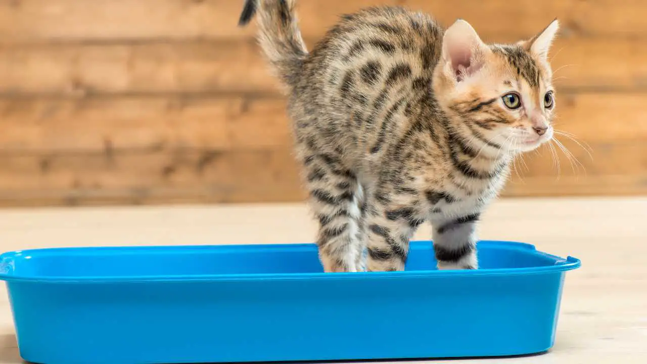 Gatito tratando de ir al baño en la caja de arena laxantes para gatos