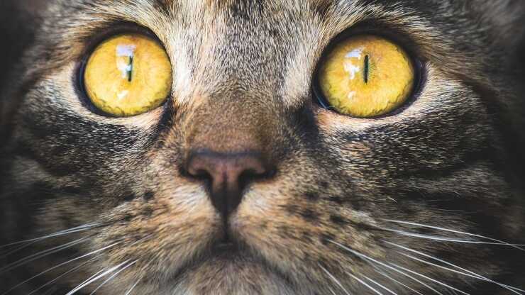 Gatos de la leyenda del arca de Noé
