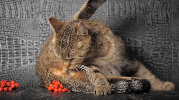 como limpiar el trasero de un gato