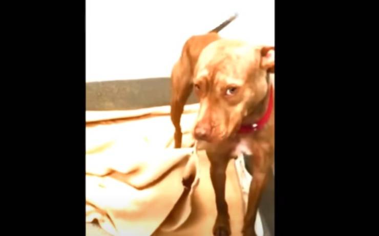 casa de perro pitbull