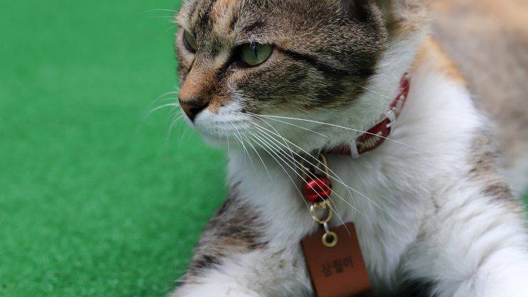 Los gatos reconocen su propio nombre pero lo ignoran Los gatos reconocen sus propios nombres.