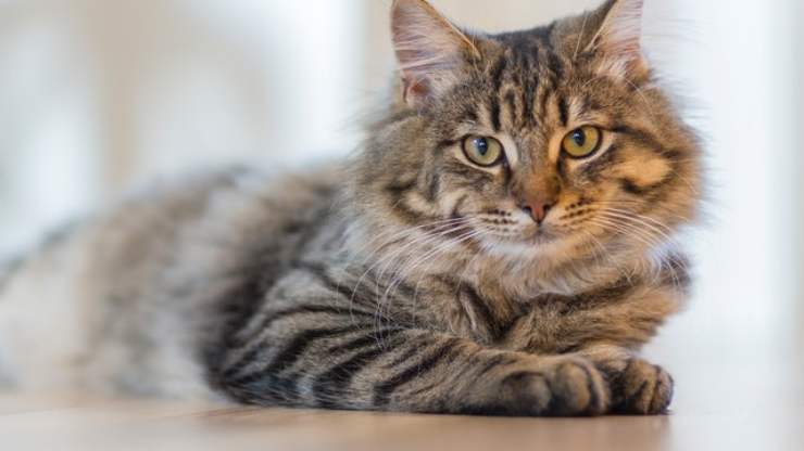 los gatos saben en qué habitación estás