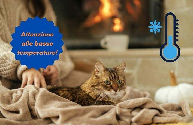 gato frio