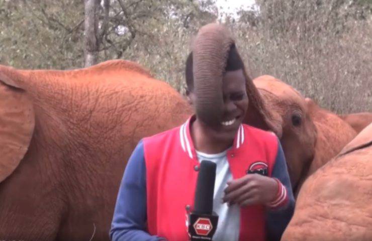 elefante Kindani atención reportero