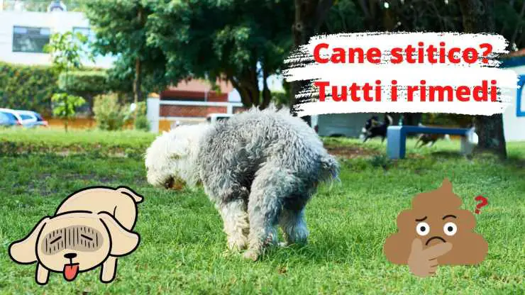 perro no puede defecar