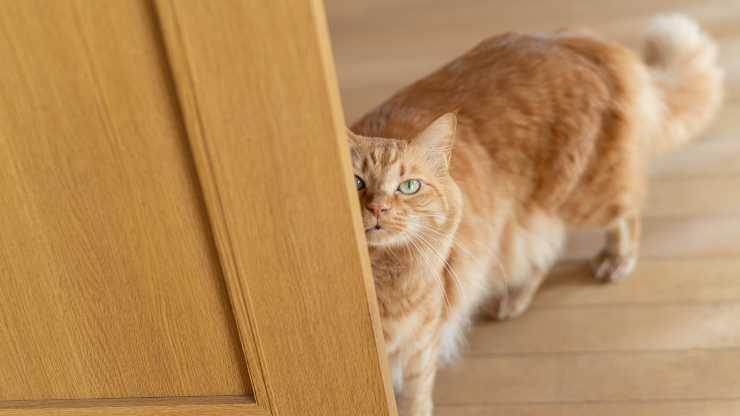 entrenar al gato para que venga