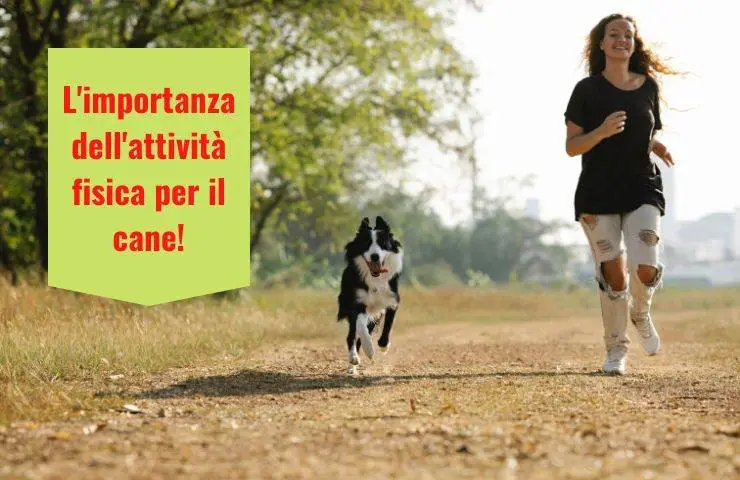 perro haciendo ejercicio