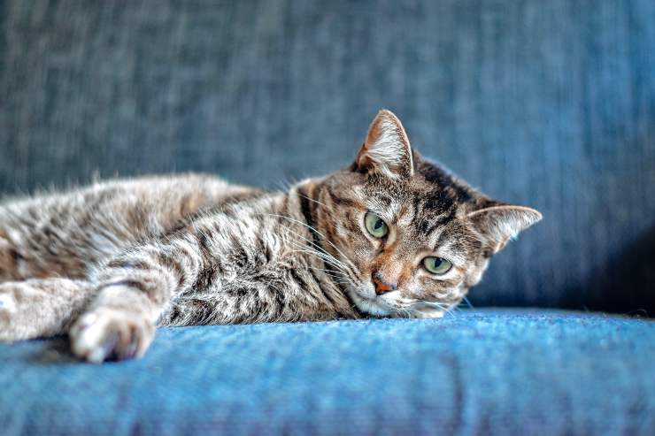 Meningoencefalitis eosinofílica felina Meningoencefalitis eosinofílica felina