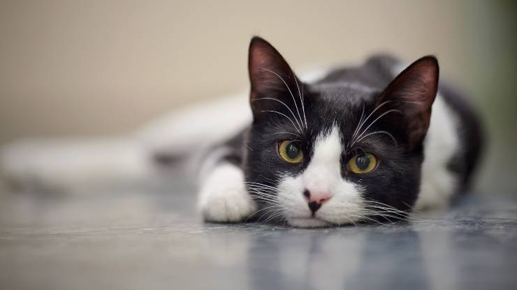 gato