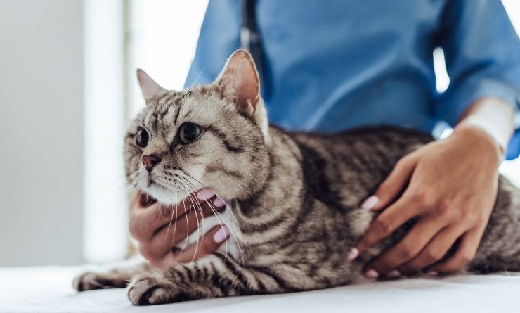 gato en el veterinario