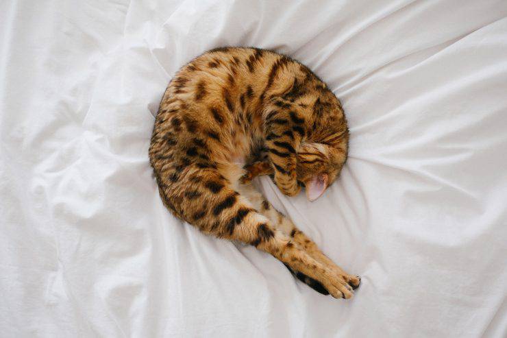 Mucosidad en las heces de los gatos Mucosidad en las heces de los gatos