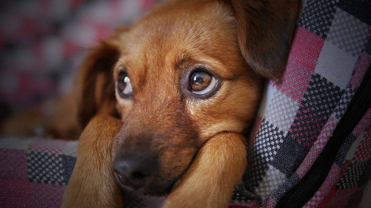 delito veterinario canino