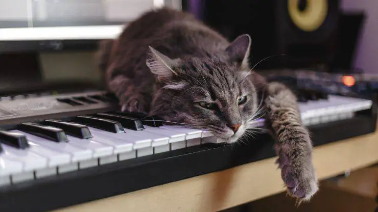 Efectos de la musicoterapia en gatos Musicoterapia para gatos