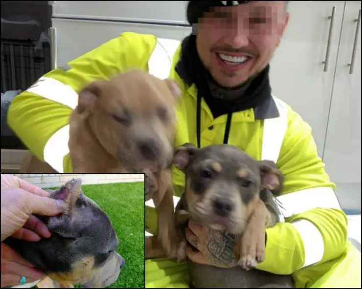 orejas de perro mutiladas