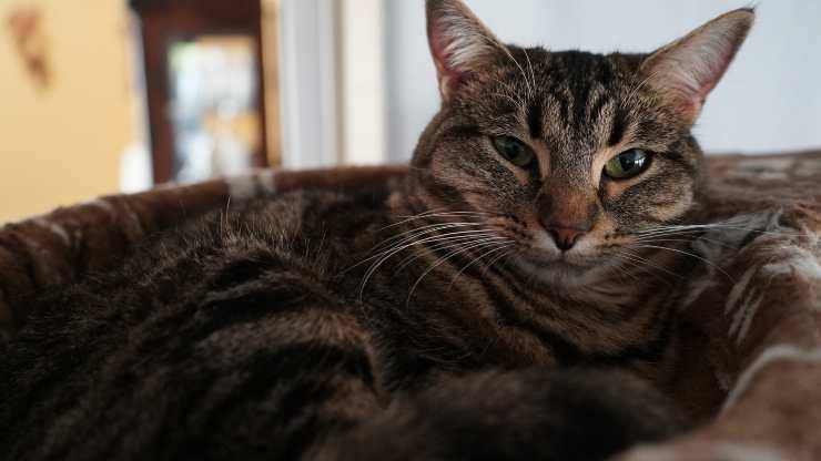 neuritis óptica del gato