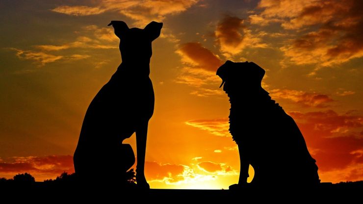 perros al atardecer