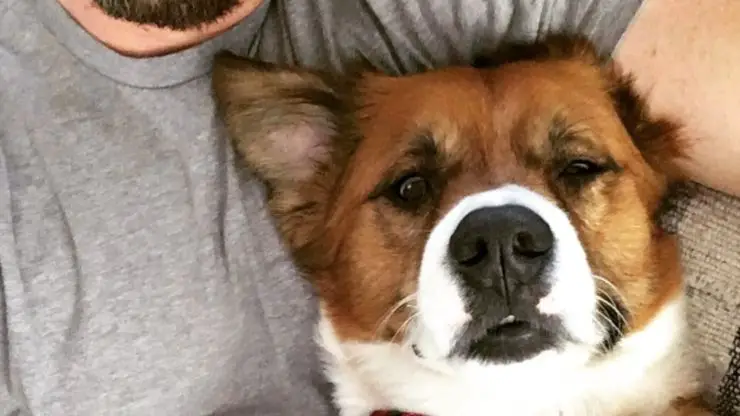 bastón chris evans